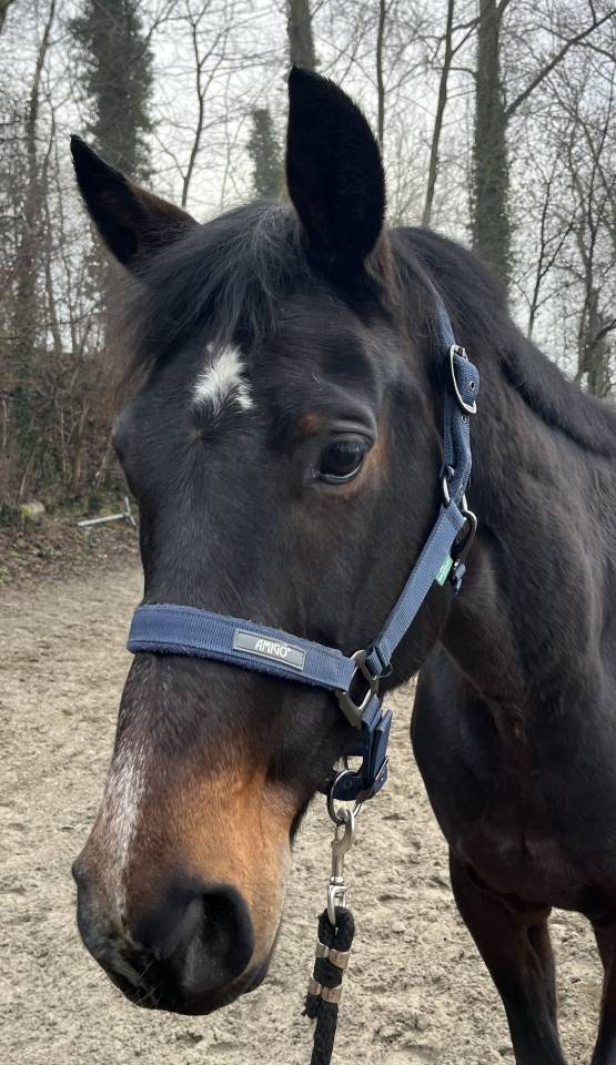 Mare KWPN Dutch Warmblood For sale 2015 Dark Bay