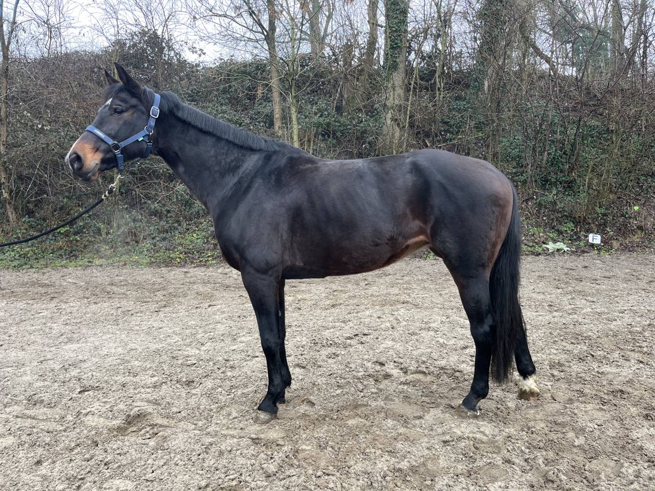 Mare KWPN Dutch Warmblood For sale 2015 Dark Bay