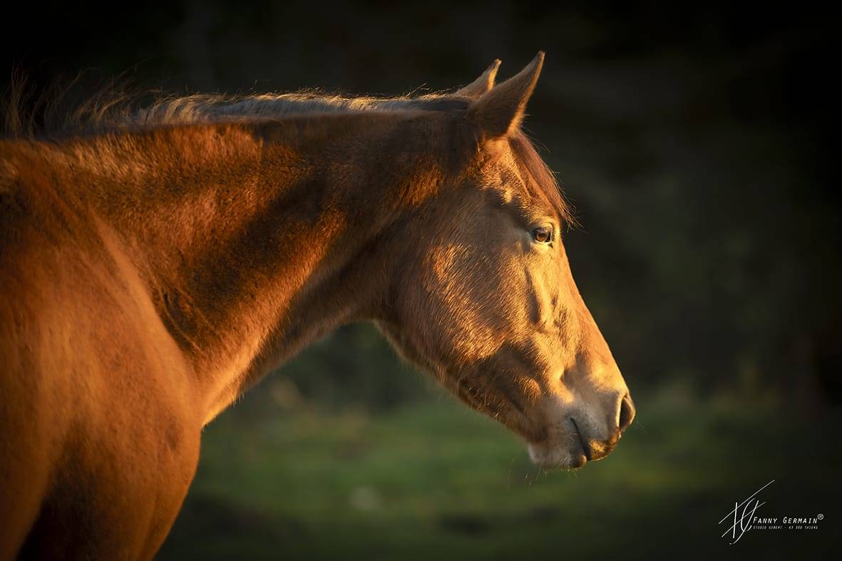 Mare Welsh Part Bred For sale 2023 Bay
