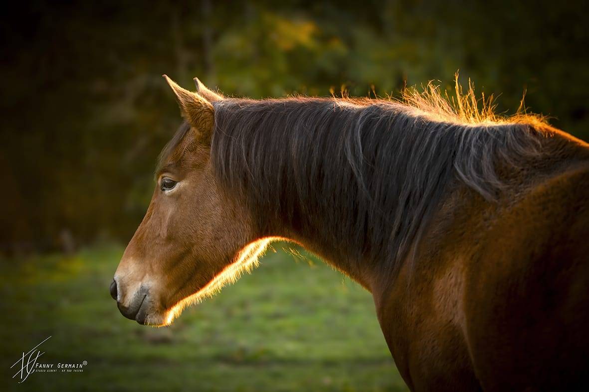 Mare Welsh Part Bred For sale 2023 Bay