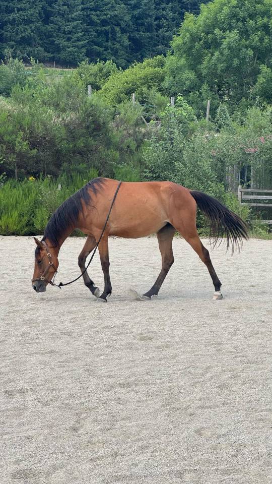 Mare Welsh Part Bred For sale 2023 Bay