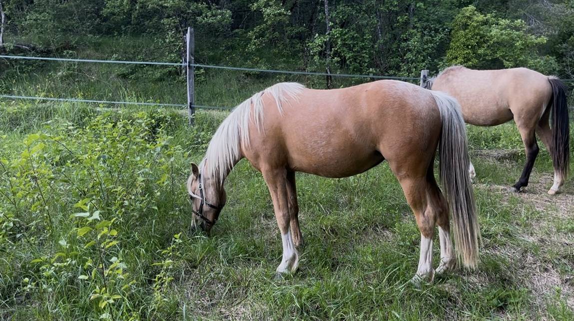 Mare Welsh Pony (Section B) For sale 2023 Palomino