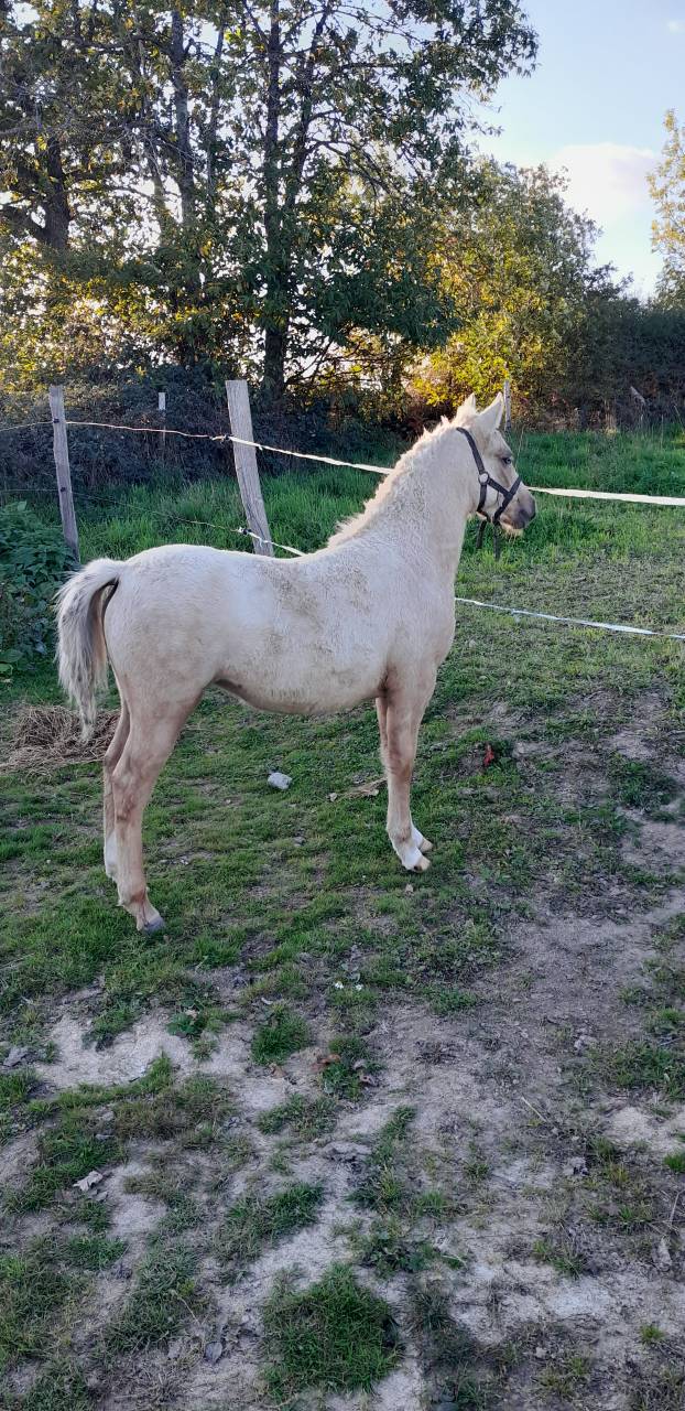 Filly Welsh Part Bred For sale 2025 Palomino