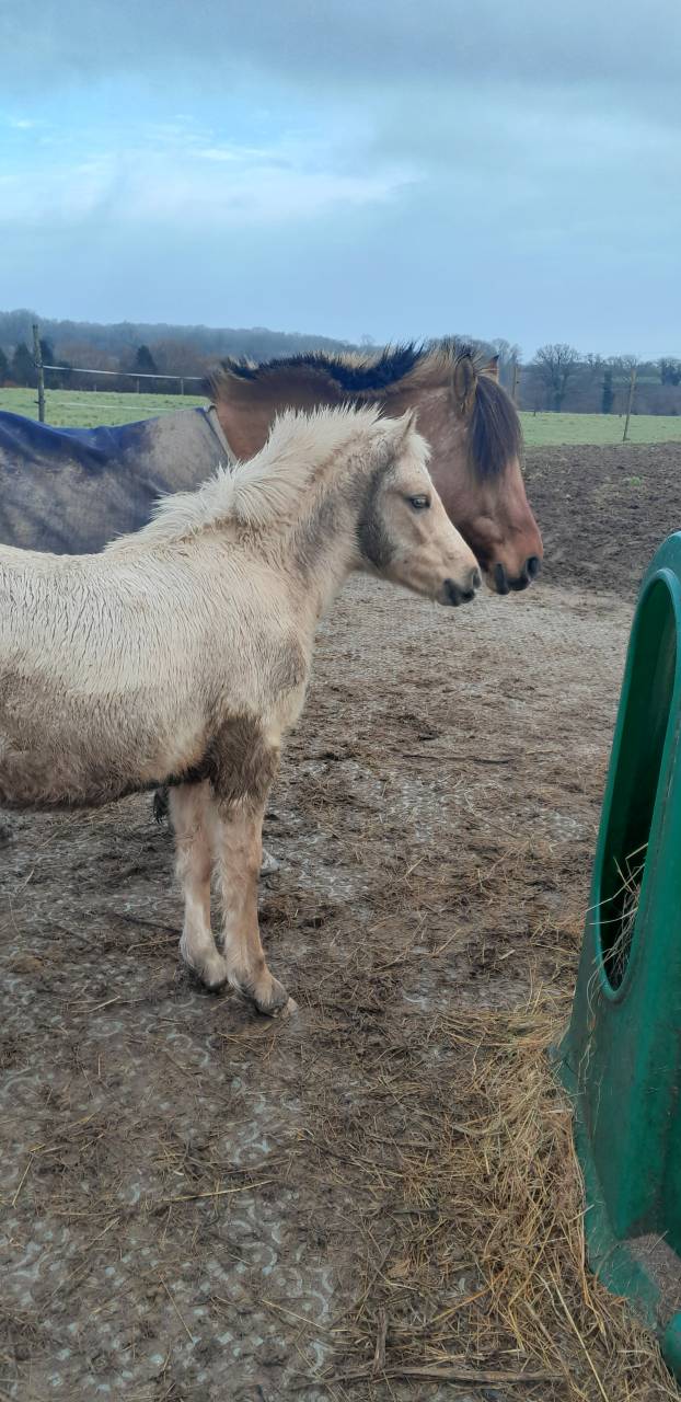 Filly Welsh Part Bred For sale 2025 Palomino