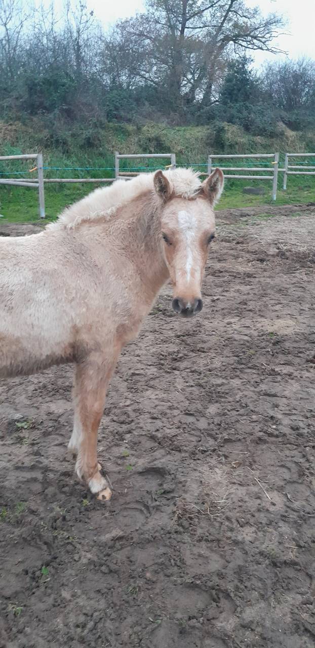 Filly Welsh Part Bred For sale 2025 Palomino