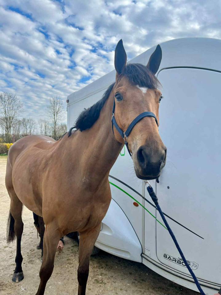 Mare Selle Fran&ccedil;ais For sale 2020 Bay