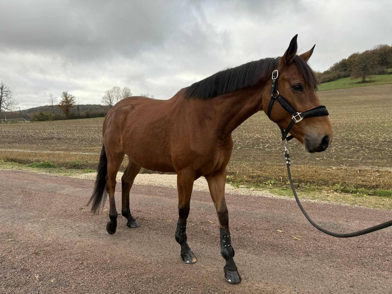 Mare Selle Fran&ccedil;ais For sale 2020 Bay