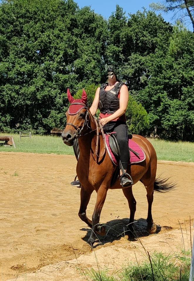 Mare Landais For sale 2009 Bay