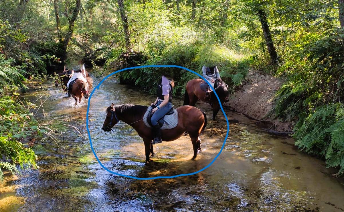 Mare Landais For sale 2009 Bay