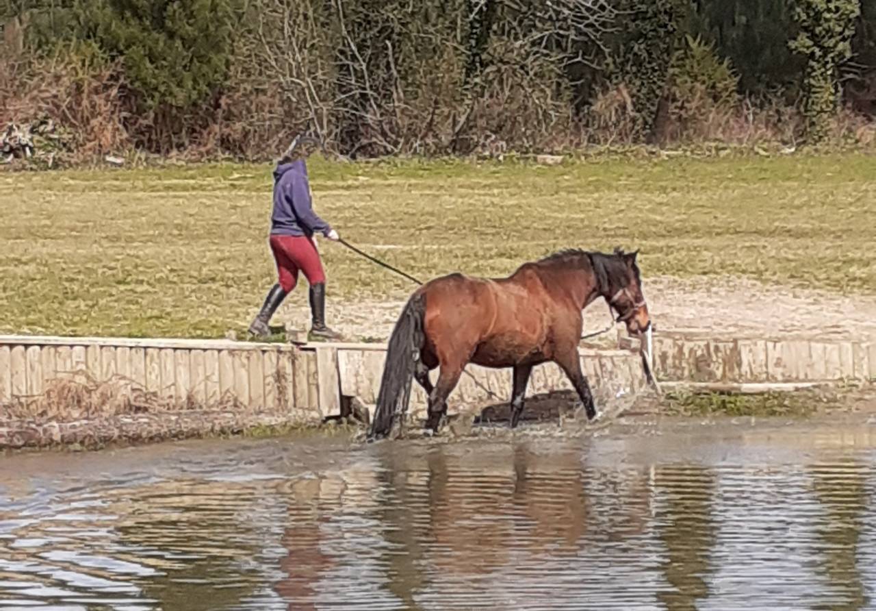 Mare Landais For sale 2009 Bay