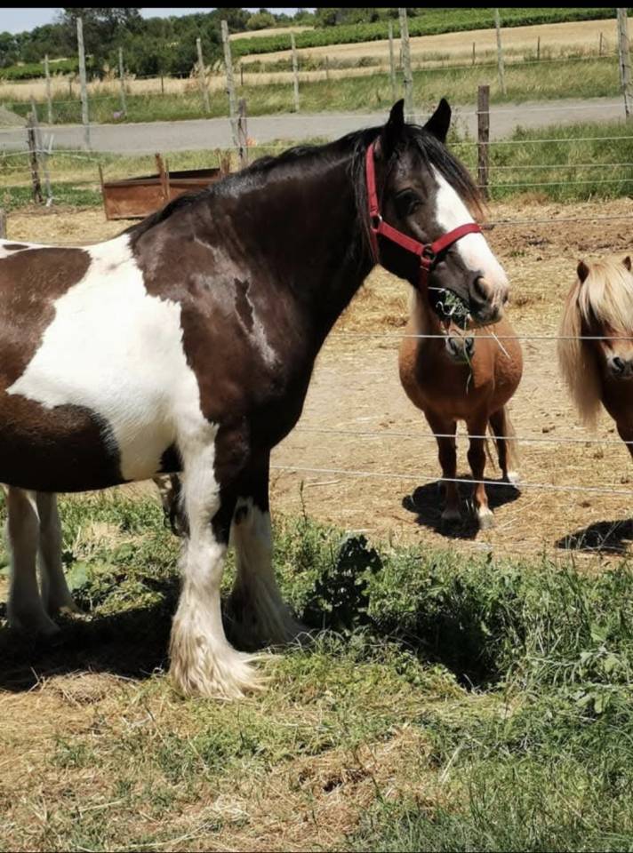 Broodmare Tinker For sale 2013 Tobiano