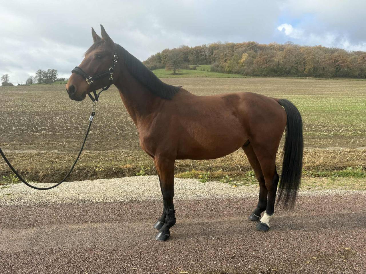 Gelding Selle Fran&ccedil;ais For sale 2021 Bay