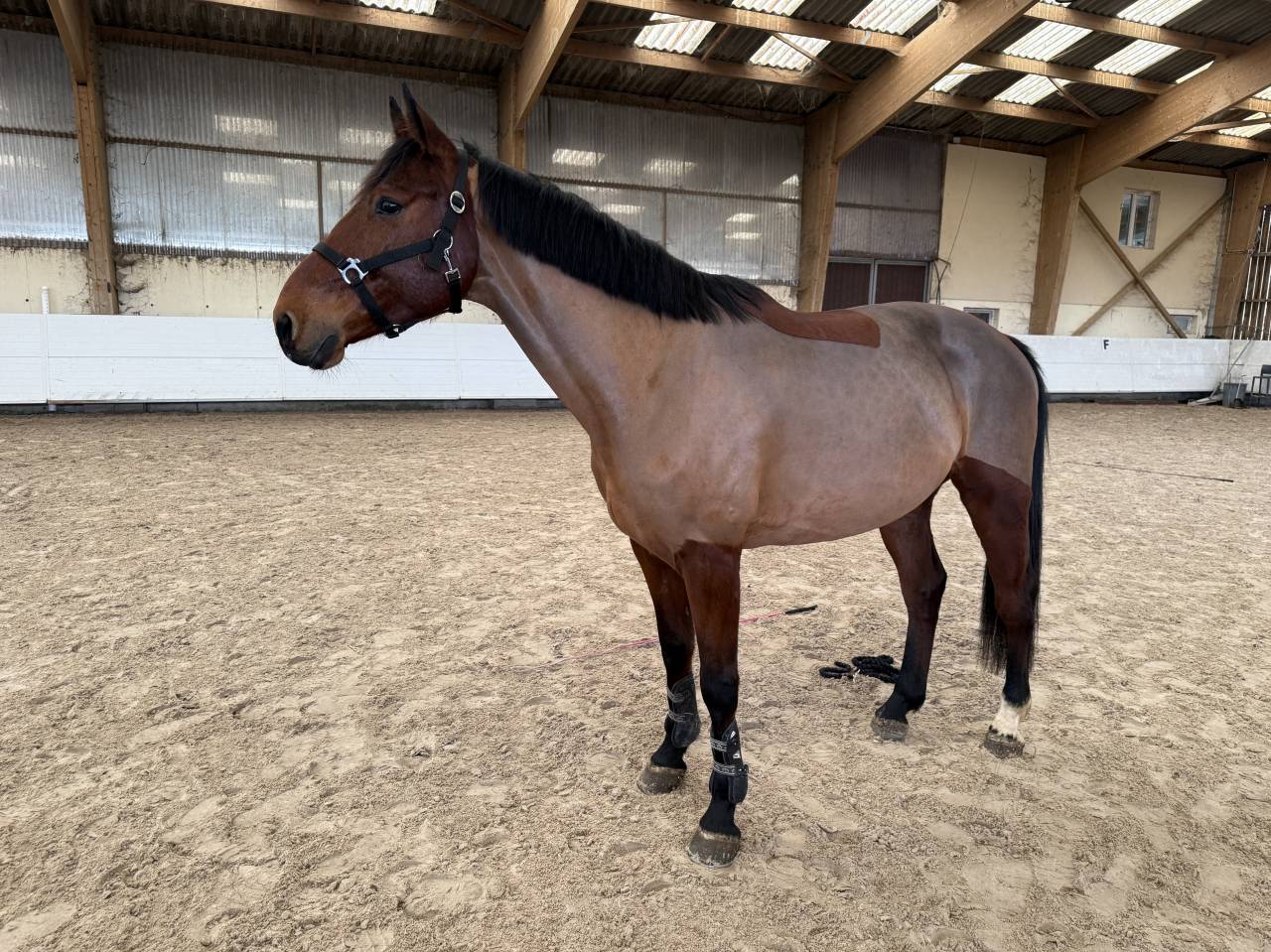 Gelding Selle Fran&ccedil;ais For sale 2021 Bay