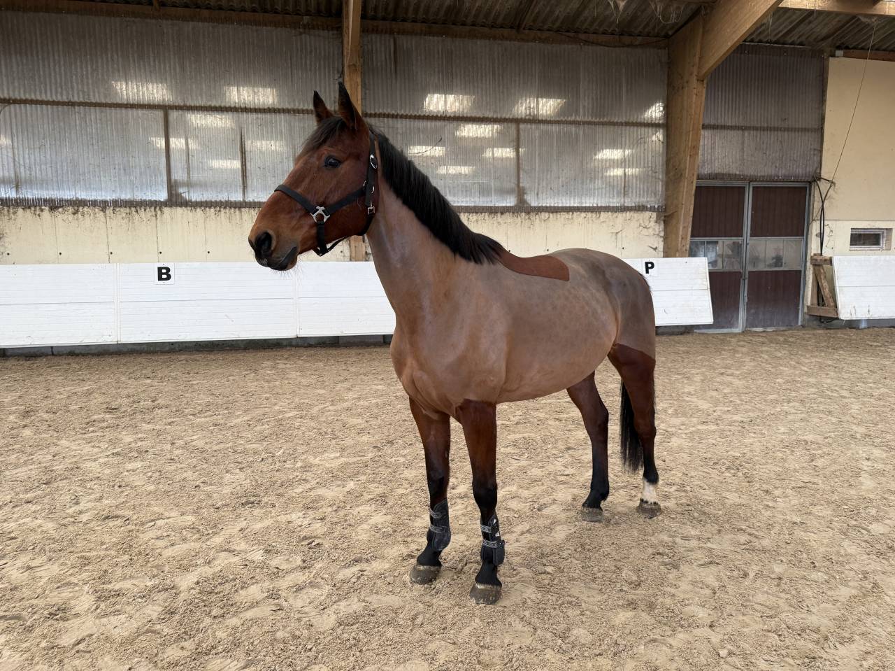 Gelding Selle Fran&ccedil;ais For sale 2021 Bay