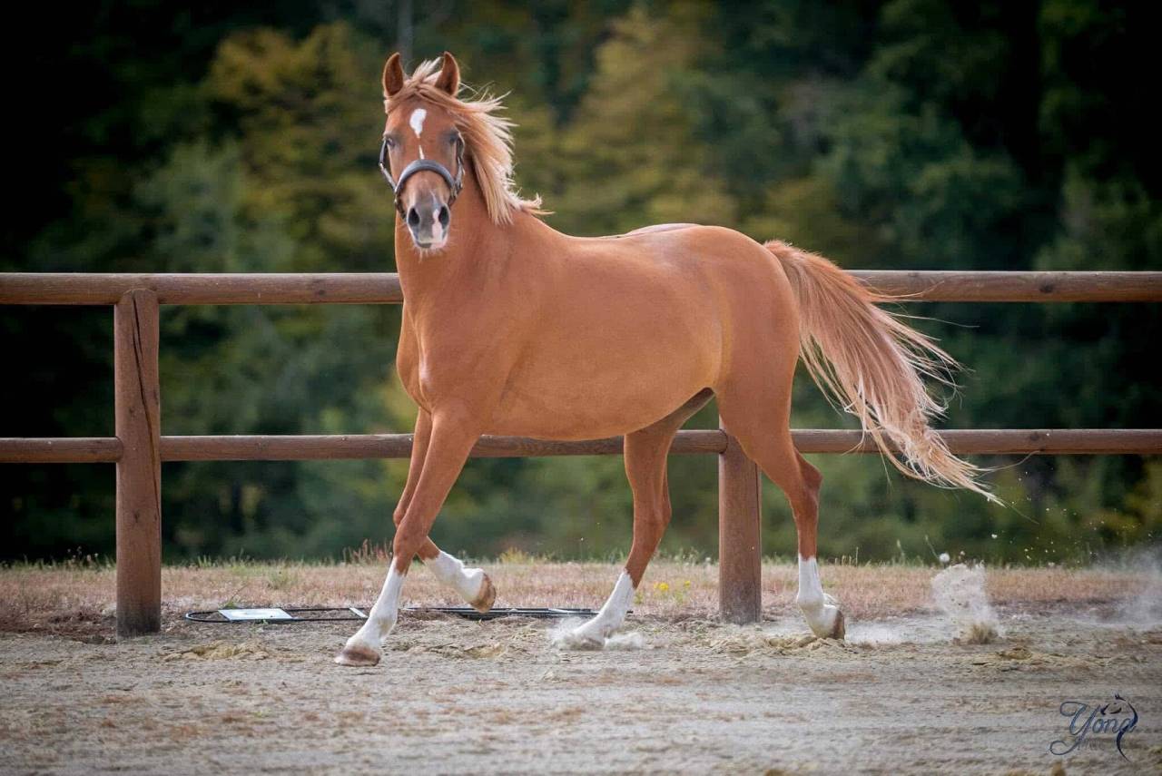 Mare French Saddle Pony For sale 2015 Chesnut