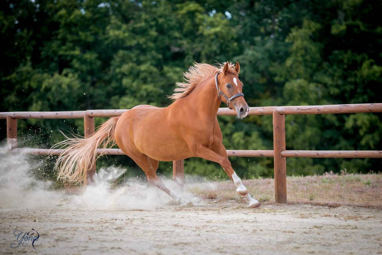 Mare French Saddle Pony For sale 2015 Chesnut
