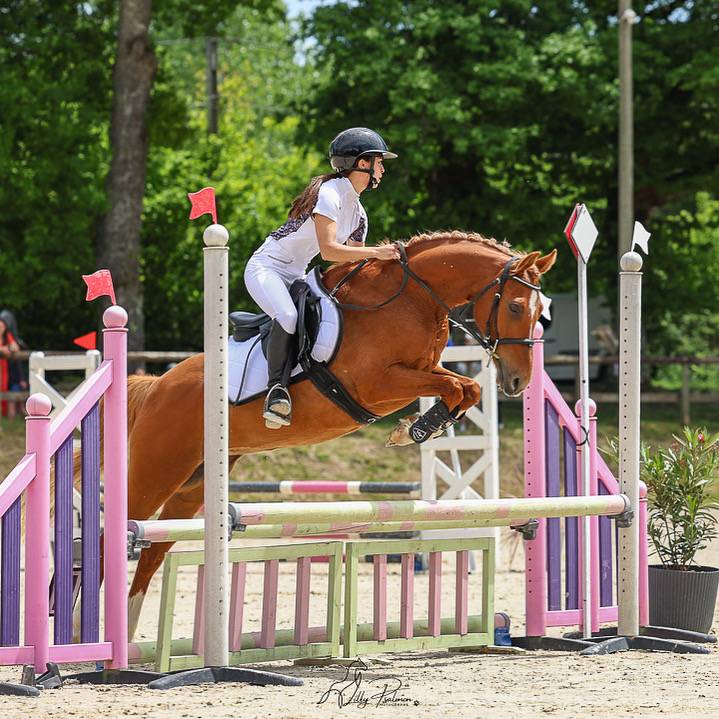 Mare French Saddle Pony For sale 2015 Chesnut