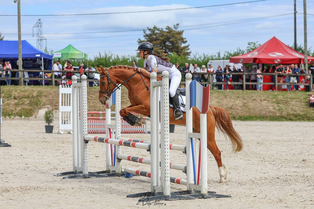 Mare French Saddle Pony For sale 2015 Chesnut