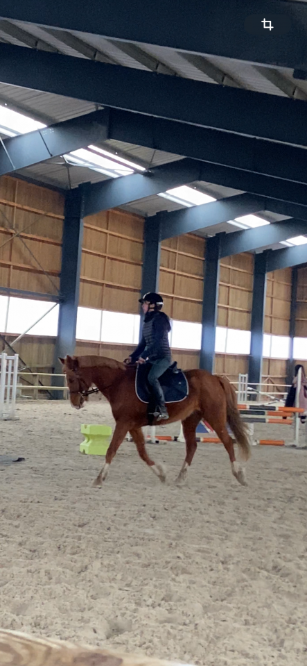 Mare French Saddle Pony For sale 2015 Chesnut