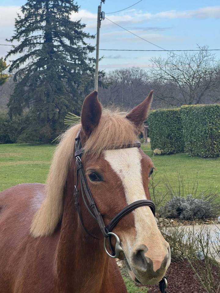 Mare Welsh Part Bred For sale 2022 Silver dapple