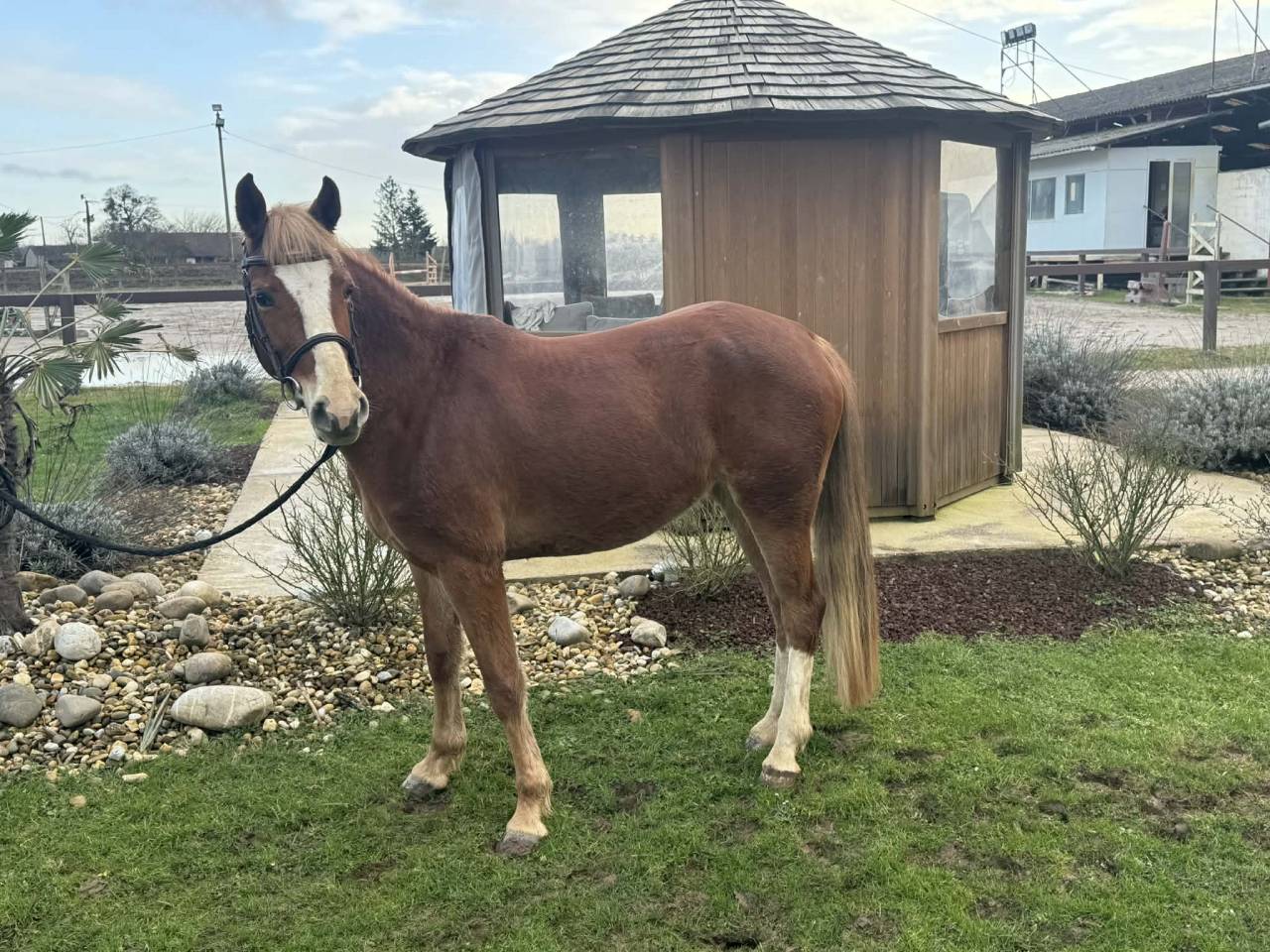Mare Welsh Part Bred For sale 2022 Silver dapple