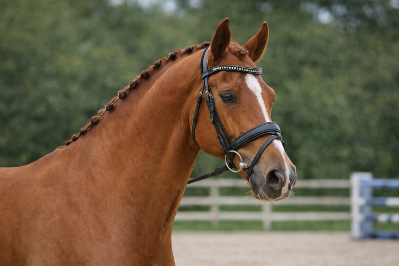 Gelding Selle Fran&ccedil;ais For sale 2015 Chesnut