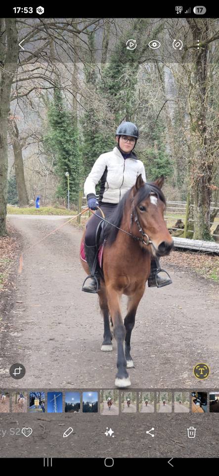 Mare No Origin Recorded For sale 2022 Bay