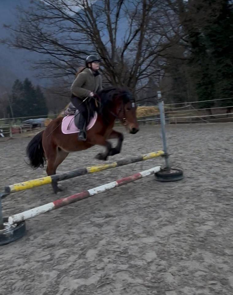 Mare No Origin Recorded For sale 2022 Bay