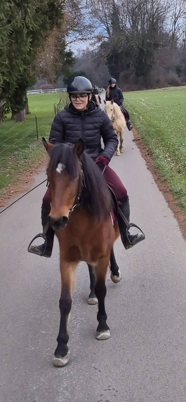 Mare No Origin Recorded For sale 2022 Bay