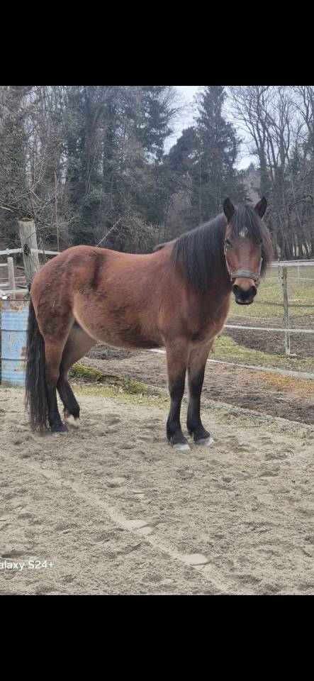 Mare No Origin Recorded For sale 2022 Bay