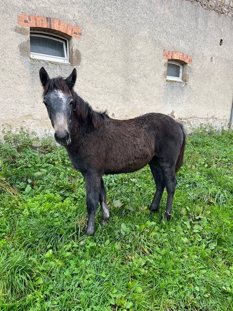 Gelding Connemara For sale 2025 Dark buckskin