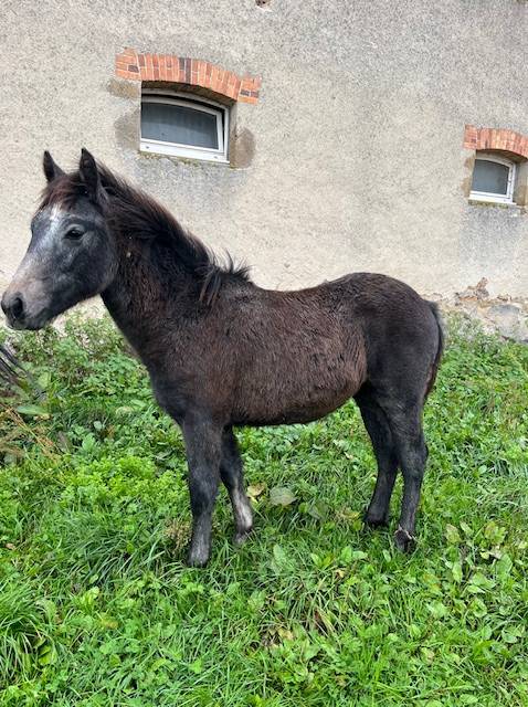 Gelding Connemara For sale 2025 Dark buckskin