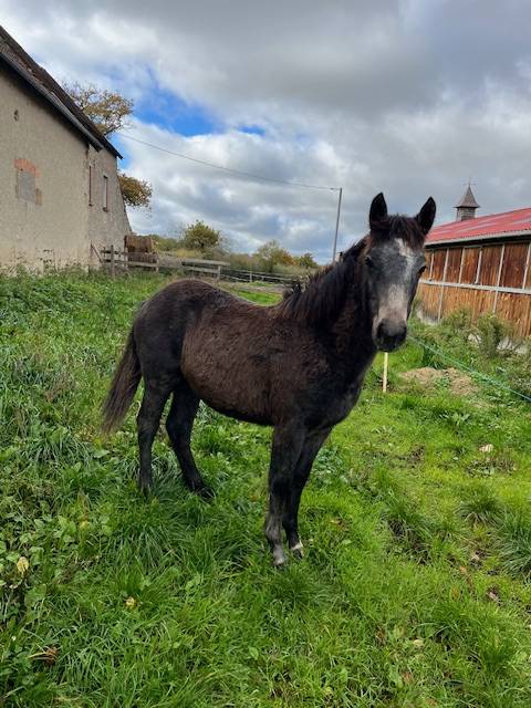 Gelding Connemara For sale 2025 Dark buckskin