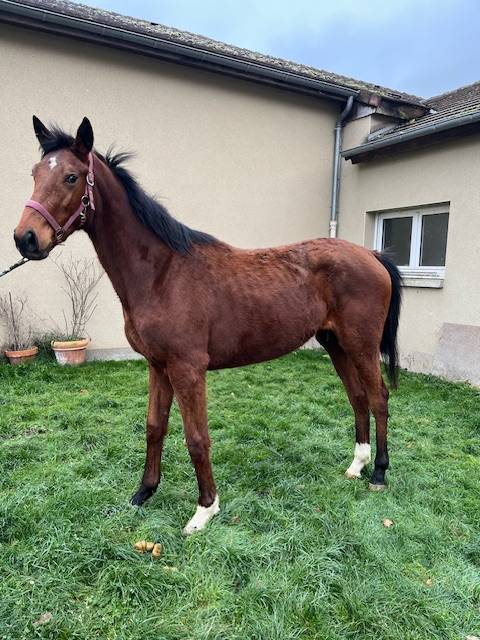 Filly Thoroughbred For sale 2023 Bay