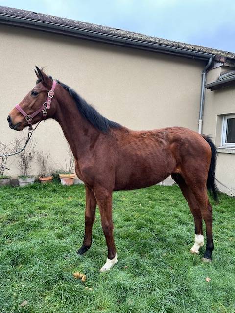 Filly Thoroughbred For sale 2023 Bay