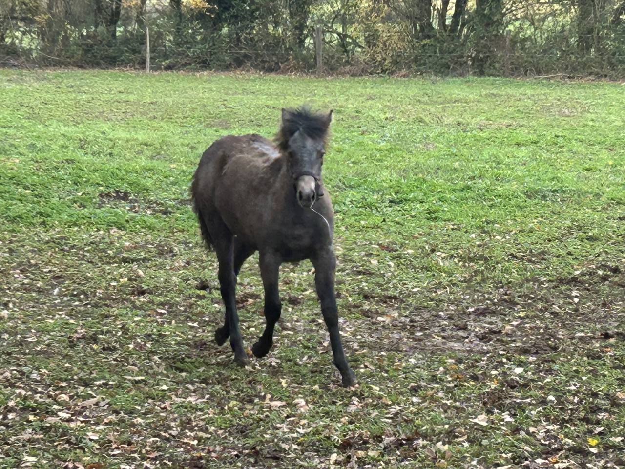 Mare French Saddle Pony For sale 2025 Grey
