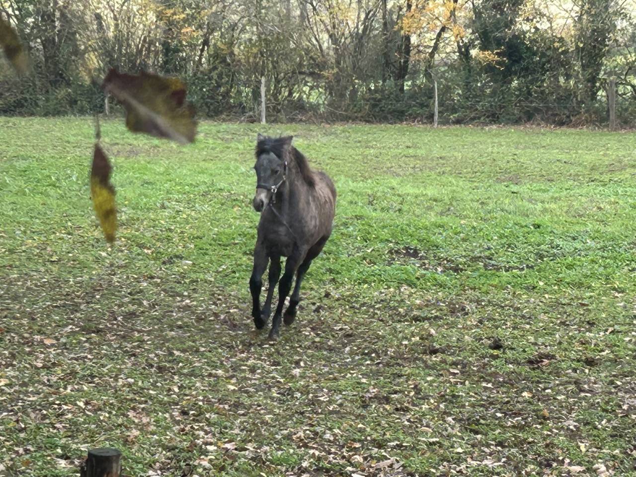 Mare French Saddle Pony For sale 2025 Grey