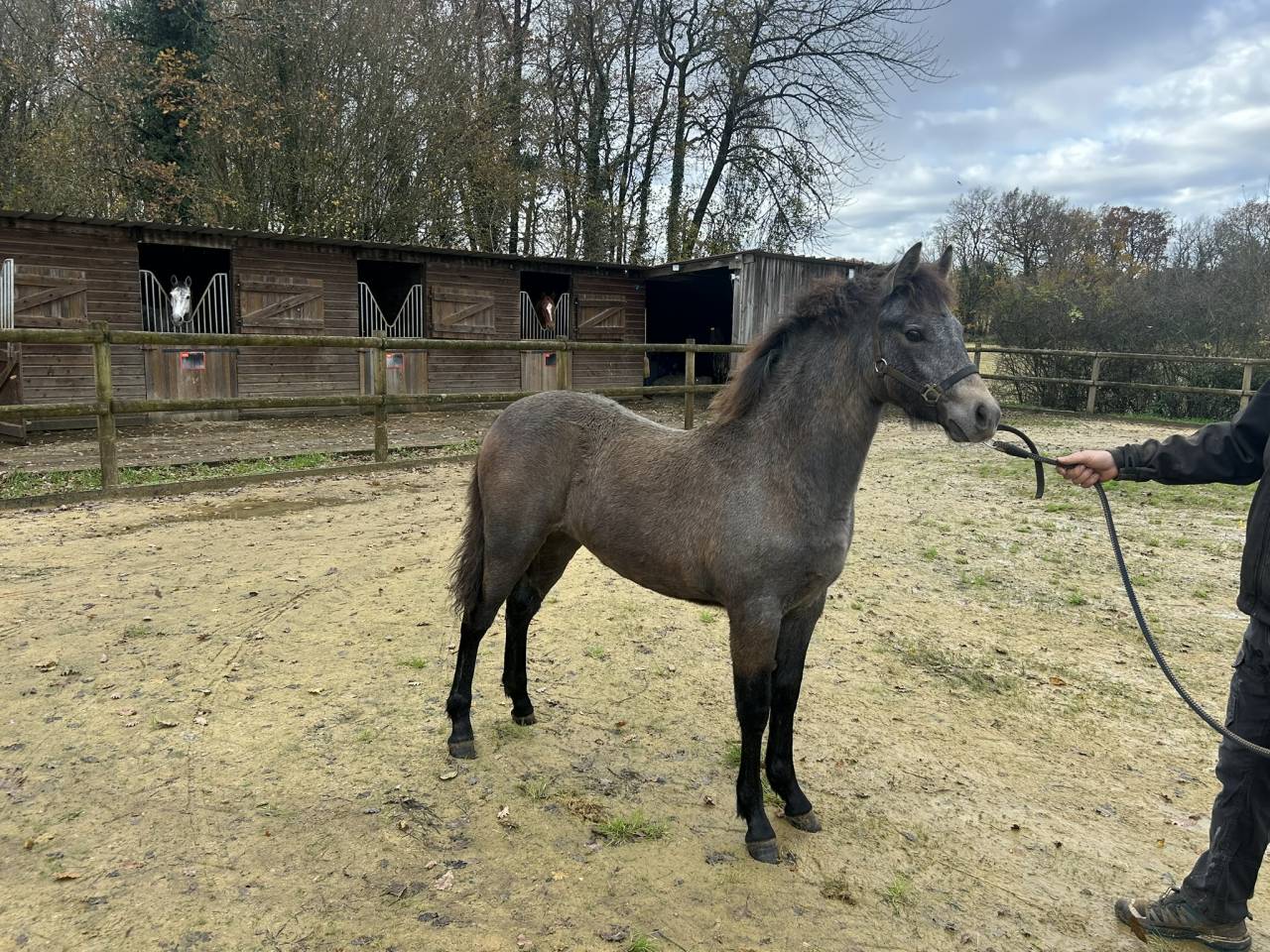 Mare French Saddle Pony For sale 2025 Grey