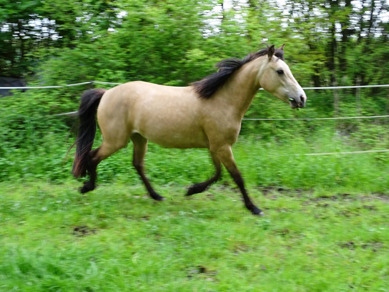 Mare Welsh Part Bred For sale 2021 Buckskin