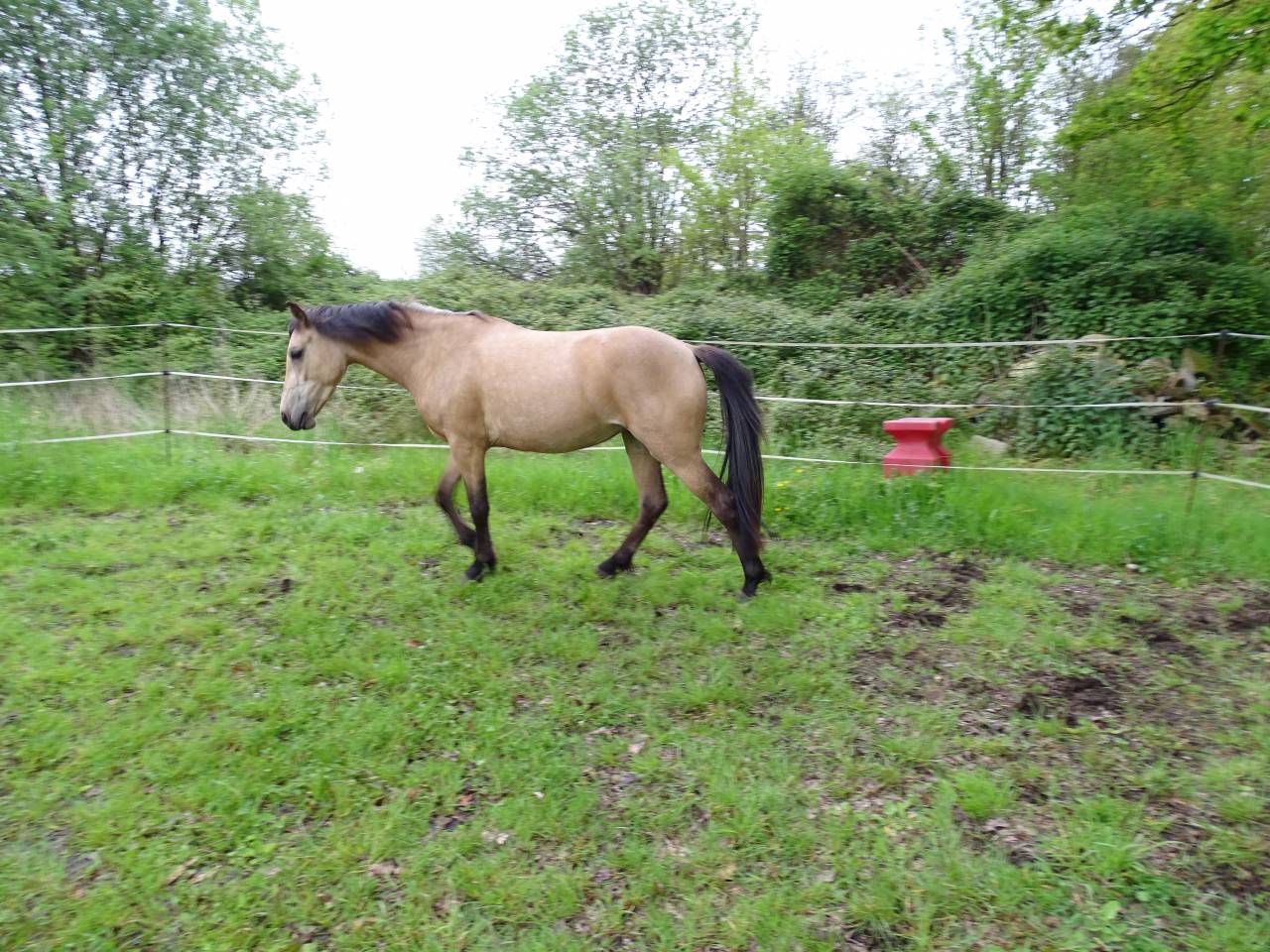 Mare Welsh Part Bred For sale 2021 Buckskin