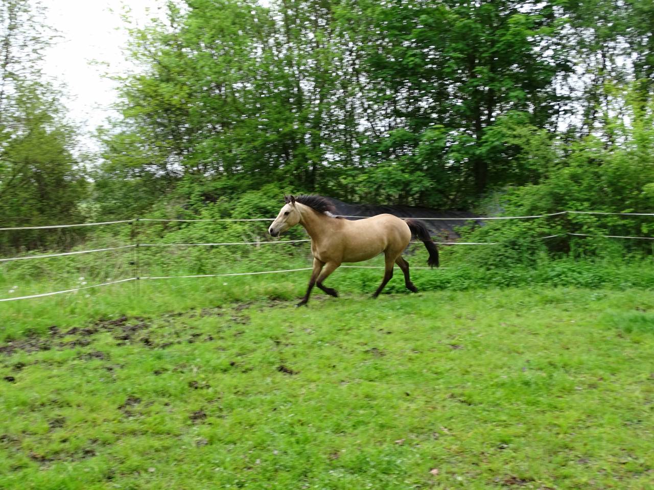 Mare Welsh Part Bred For sale 2021 Buckskin