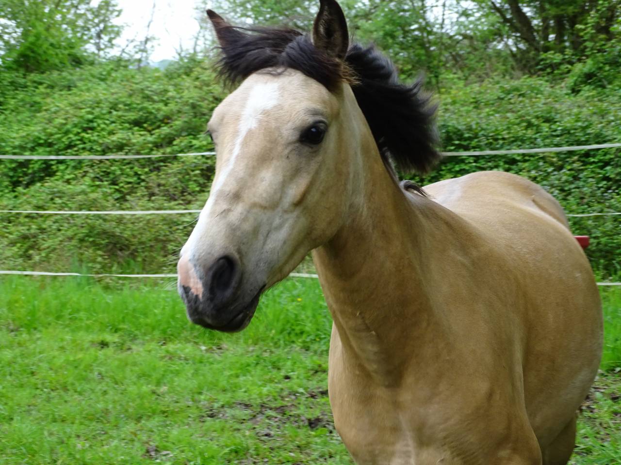 Mare Welsh Part Bred For sale 2021 Buckskin