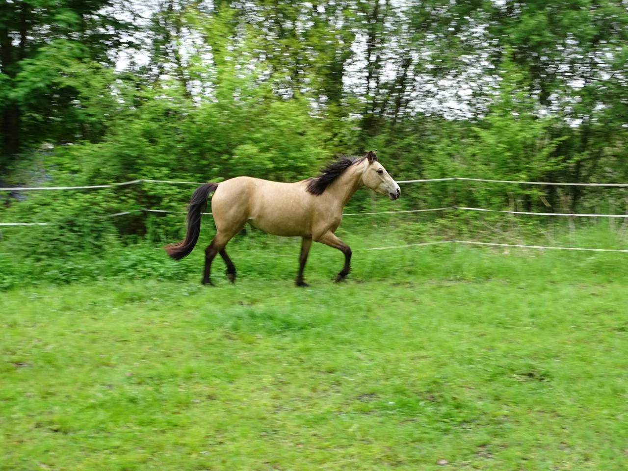Mare Welsh Part Bred For sale 2021 Buckskin