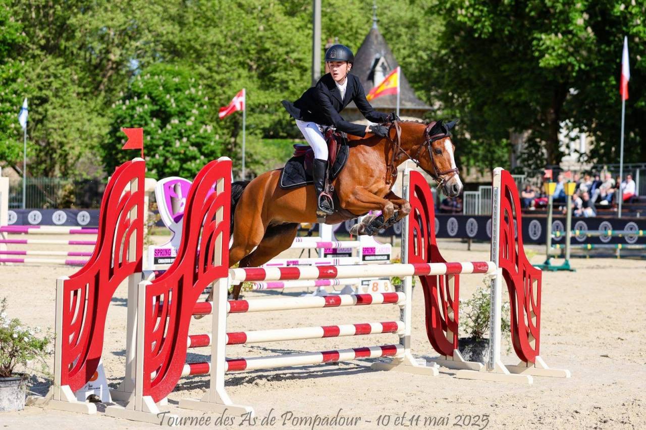 Gelding French Saddle Pony For sale 2015 Bay