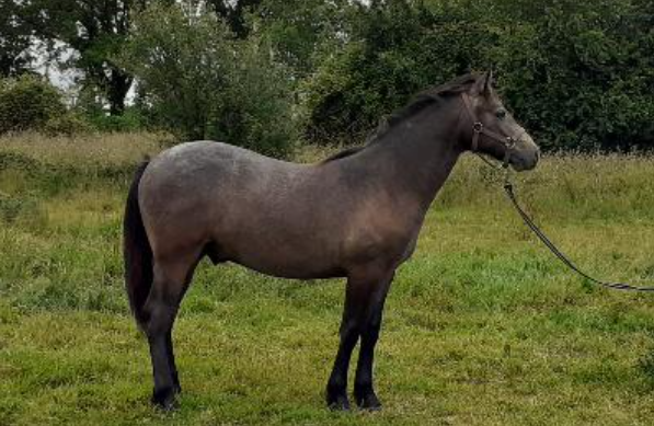 Gelding Connemara For sale 2024 Grey