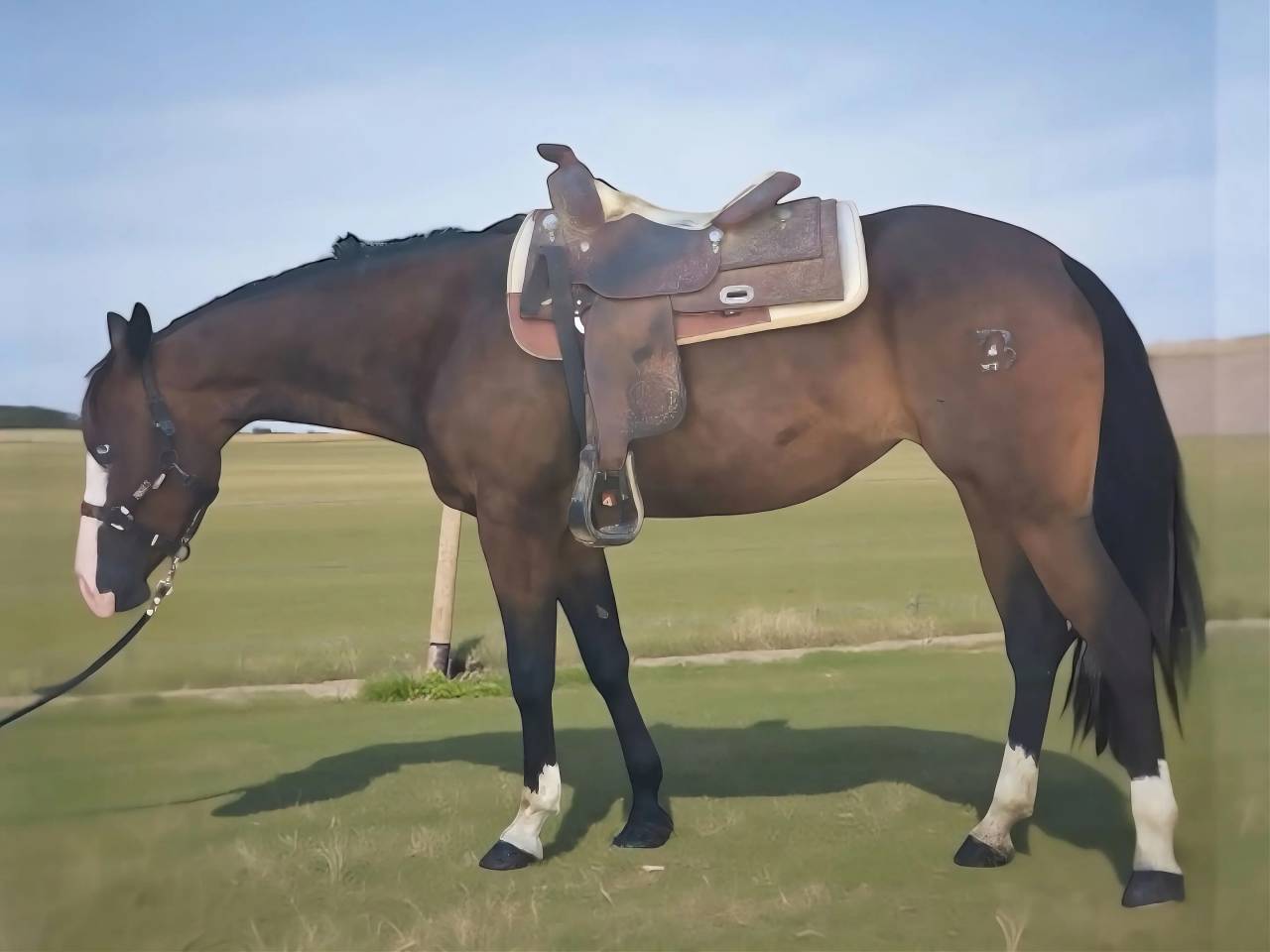 Mare Quarter For sale 2021 Dark Bay