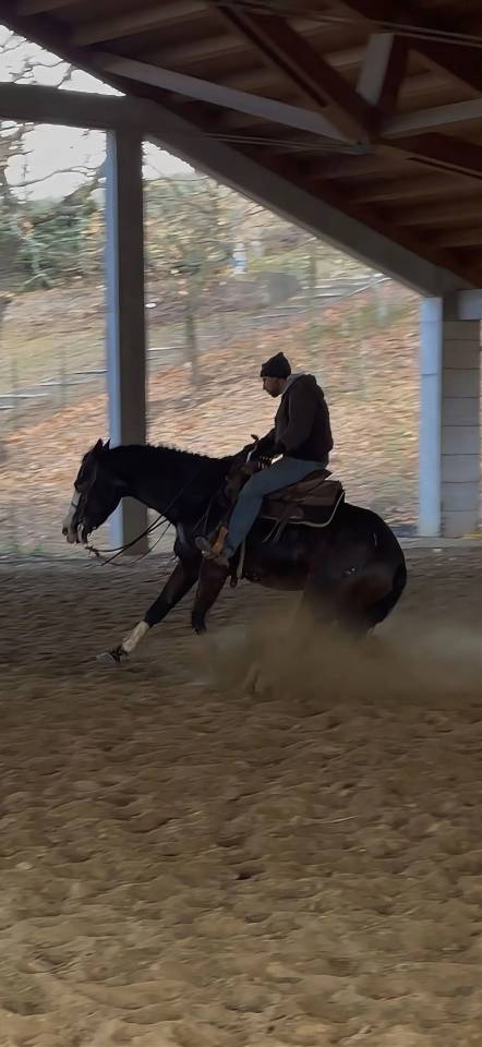 Mare Quarter For sale 2021 Dark Bay