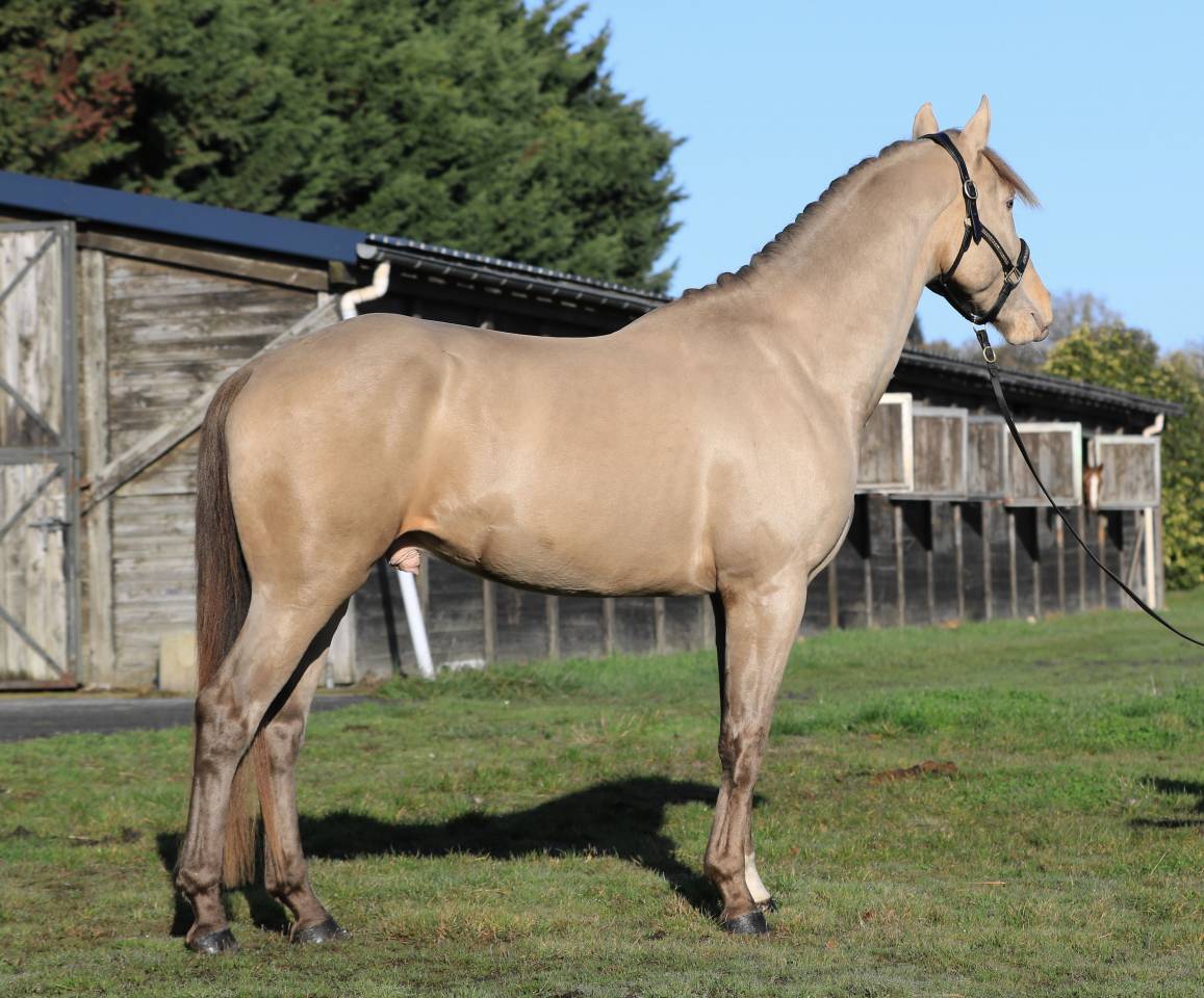 Shinegro Ch - KWPN Dutch Warmblood 2022 by NEGRO