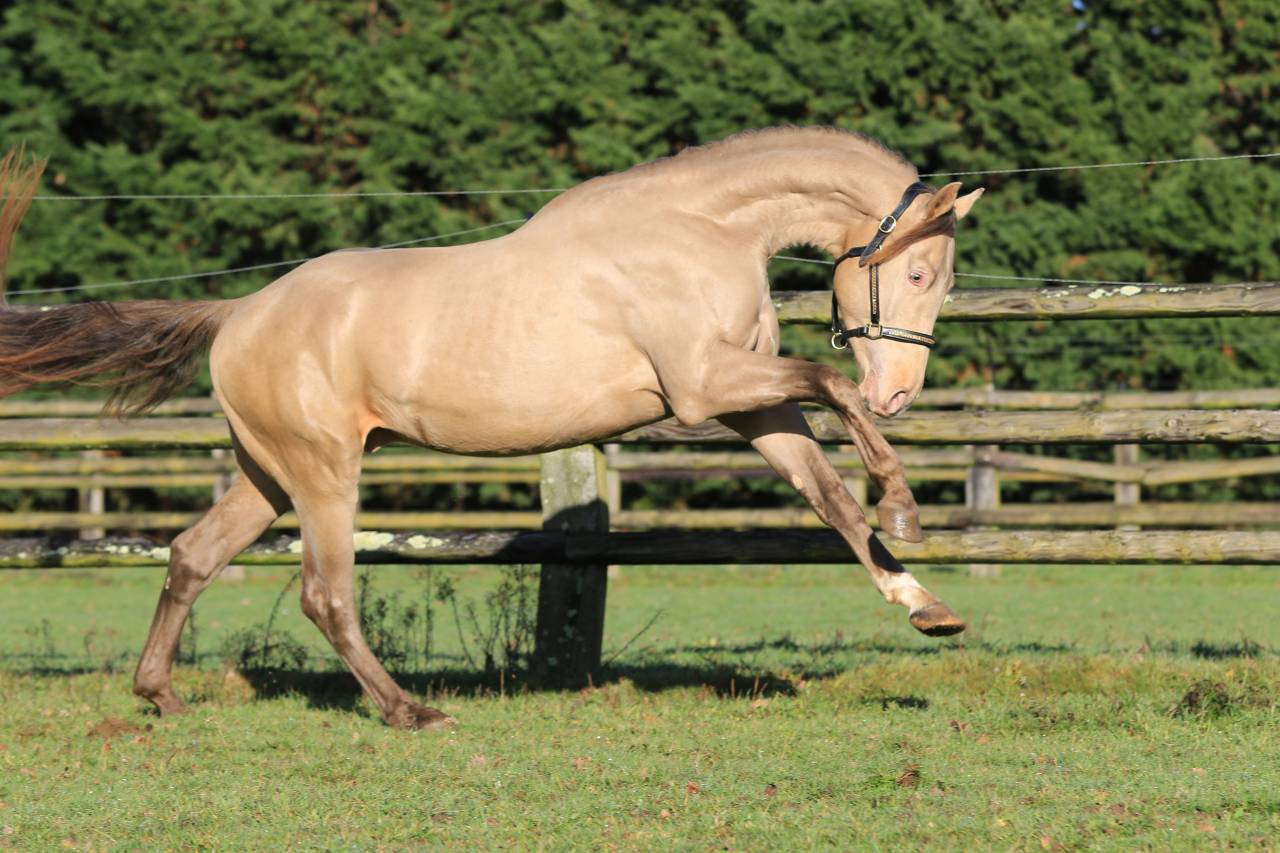 Shinegro Ch - KWPN Dutch Warmblood 2022 by NEGRO