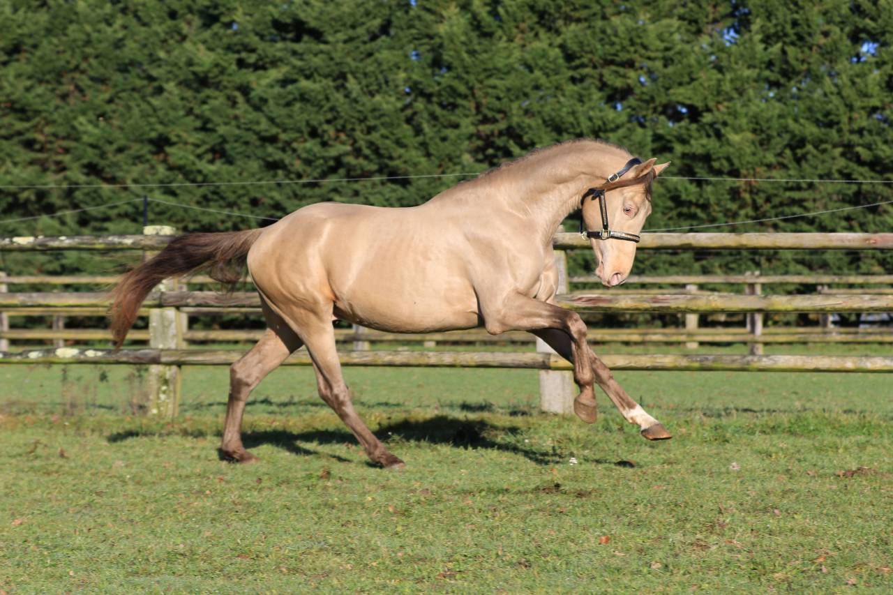 Shinegro Ch - KWPN Dutch Warmblood 2022 by NEGRO
